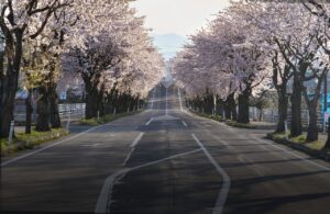 ゴールデンウィークにおすすめの桜スポットでカップル旅行を楽しむ方法は？