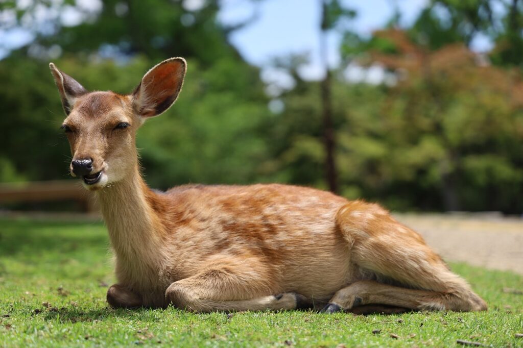 ゴールデンウィークに奈良でカップルにおすすめの穴場スポットは？