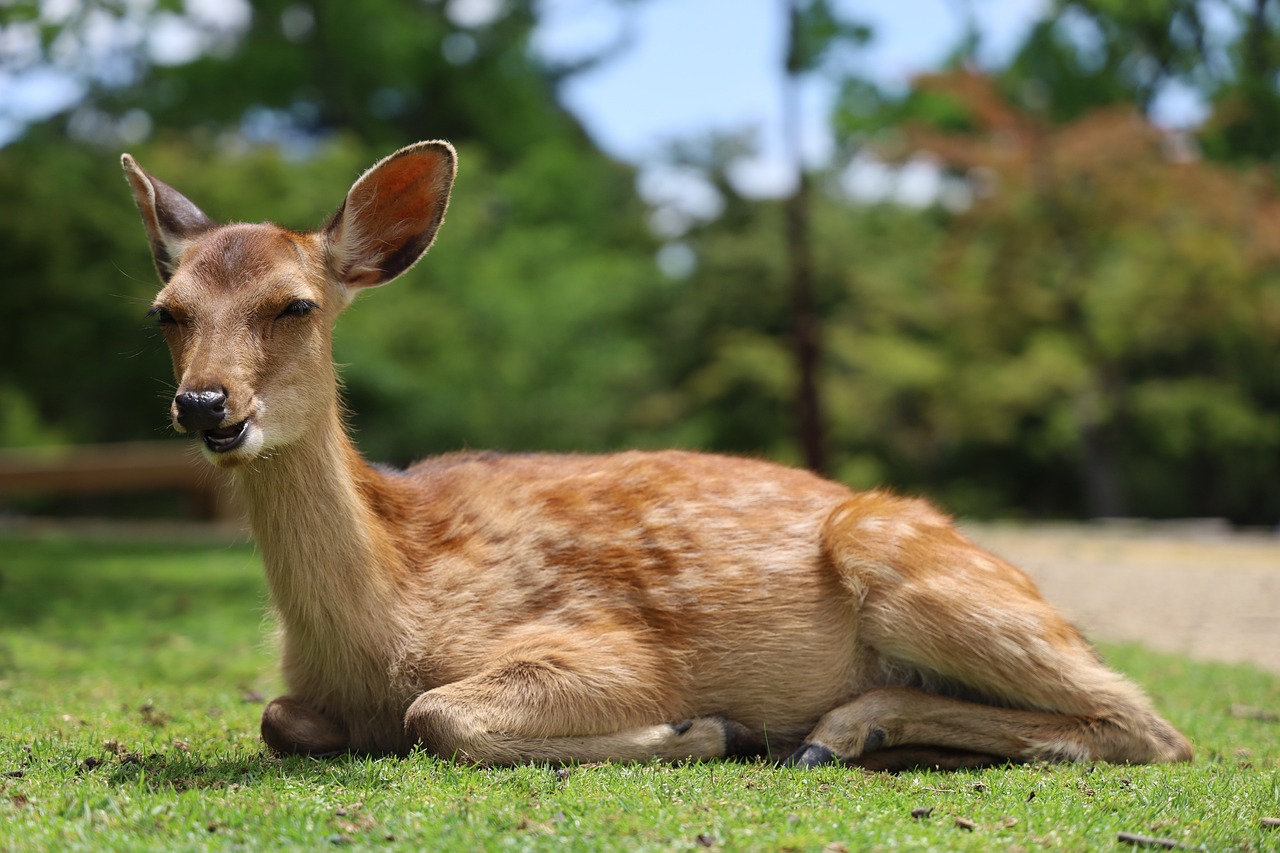 ゴールデンウィークに奈良でカップルにおすすめの穴場スポットは？