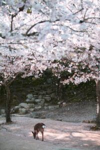 GWに家族旅行で楽しむ温泉宿泊予約はどこがベスト？