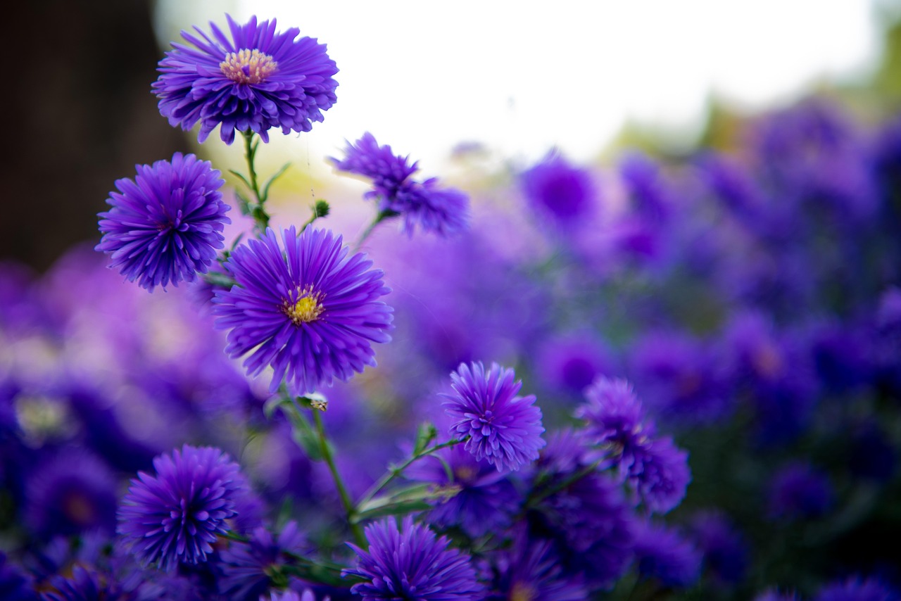 ゴールデンウィークにおすすめの花畑デートスポットは？