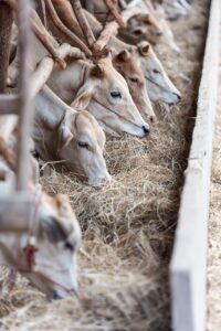 ゴールデンウィークにカップルで楽しむ牧場デートのおすすめプランは？