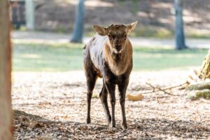 ゴールデンウィークに奈良古都を散策する国内旅行と宿泊のおすすめプランは？