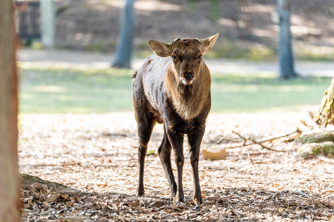 ゴールデンウィークに奈良古都を散策する国内旅行と宿泊のおすすめプランは？