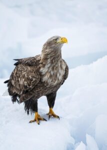 ゴールデンウィークにおすすめの北海道国内旅行2泊3日モデルコースは？