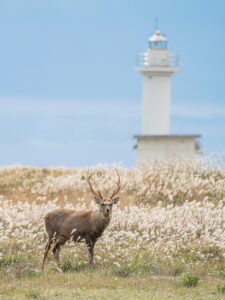 ゴールデンウィークにおすすめの北海道国内旅行穴場日帰りスポットは？