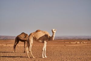 国内旅行のおすすめ目的地はどこ？